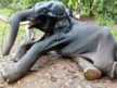 Support Kerala’s Animal’s legal rights