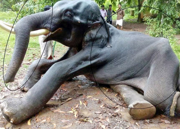 Support Kerala’s Animal’s legal rights