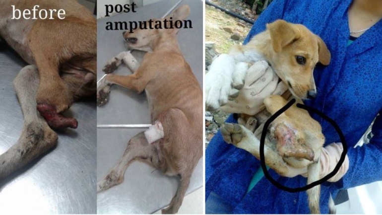 Help Us Treatment, Feeding And Care Of Stray Animals In Bhopal